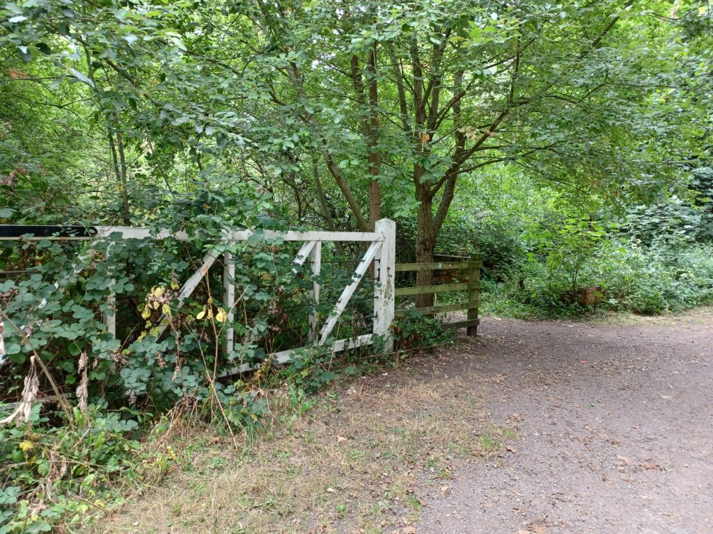 A level crossing gate, covered in brambles.